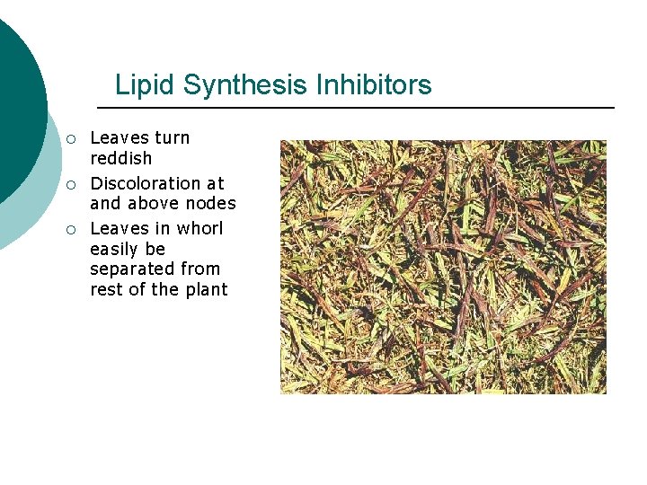 Lipid Synthesis Inhibitors ¡ ¡ ¡ Leaves turn reddish Discoloration at and above nodes