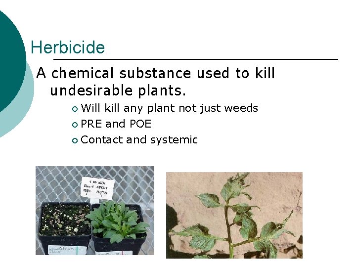 Herbicide A chemical substance used to kill undesirable plants. Will kill any plant not