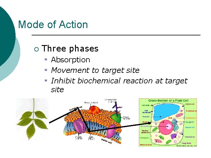Mode of Action ¡ Three phases * * * Absorption Movement to target site