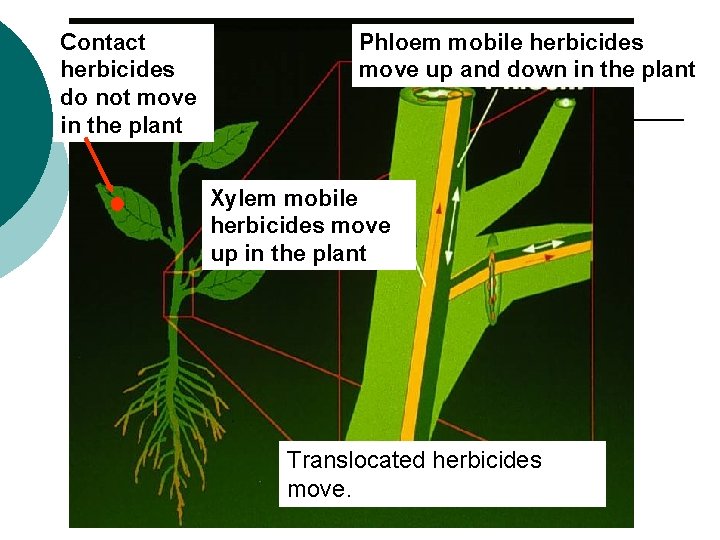 Contact herbicides do not move in the plant Phloem mobile herbicides move up and