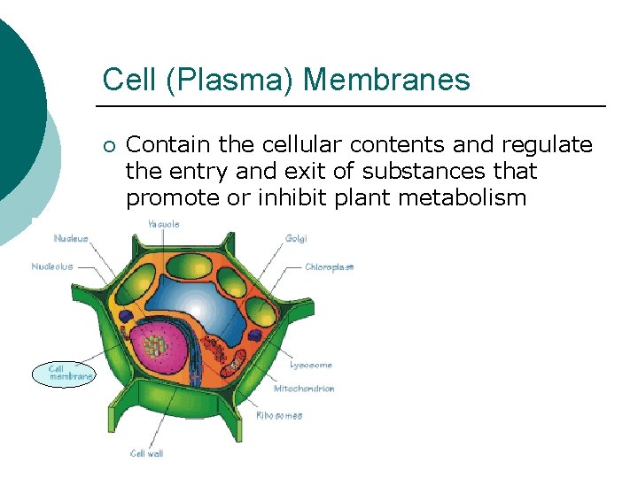 Cell (Plasma) Membranes ¡ Contain the cellular contents and regulate the entry and exit