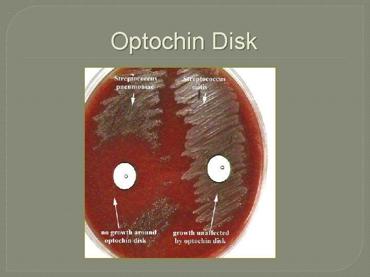 Optochin Disk 