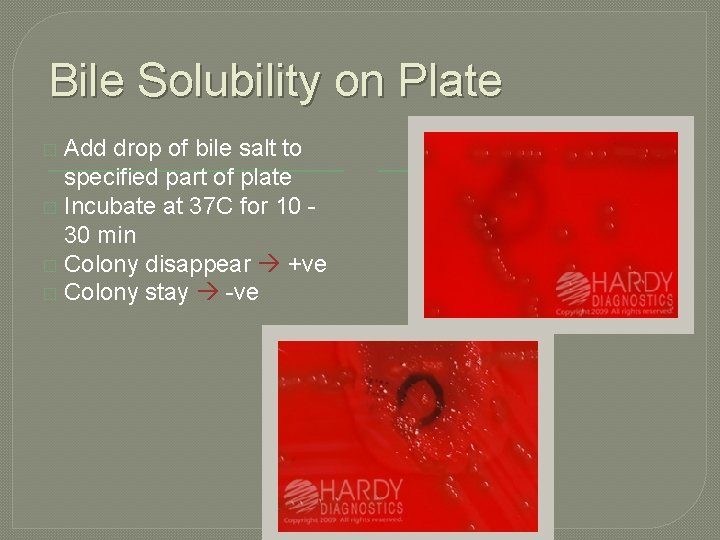 Bile Solubility on Plate Add drop of bile salt to specified part of plate