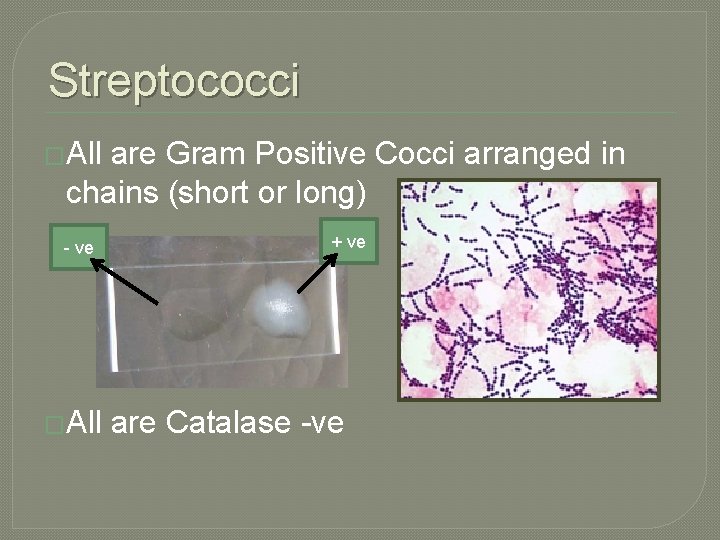 Streptococci �All are Gram Positive Cocci arranged in chains (short or long) - ve