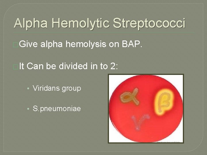 Alpha Hemolytic Streptococci �Give �It alpha hemolysis on BAP. Can be divided in to