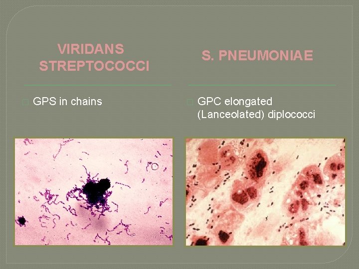 VIRIDANS STREPTOCOCCI � GPS in chains S. PNEUMONIAE � GPC elongated (Lanceolated) diplococci 