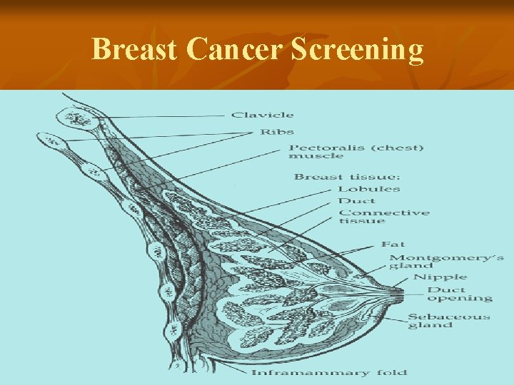 Breast Cancer Screening 