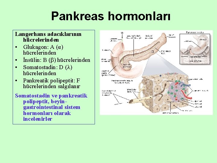 Pankreas hormonları Langerhans adacıklarının hücrelerinden • Glukagon: A (α) hücrelerinden • İnsülin: B (