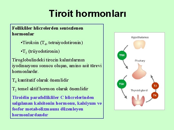 Tiroit hormonları Folliküler hücrelerden sentezlenen hormonlar • Tiroksin (T 4, tetraiyodotironin) • T 3