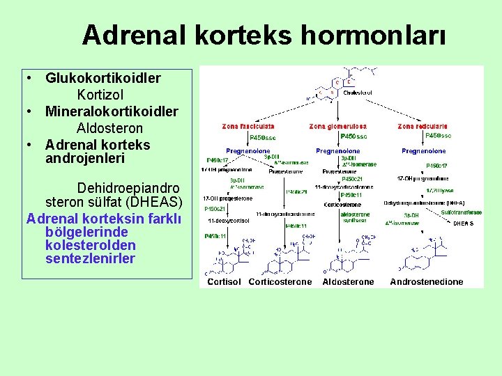 Adrenal korteks hormonları • Glukokortikoidler Kortizol • Mineralokortikoidler Aldosteron • Adrenal korteks androjenleri Dehidroepiandro