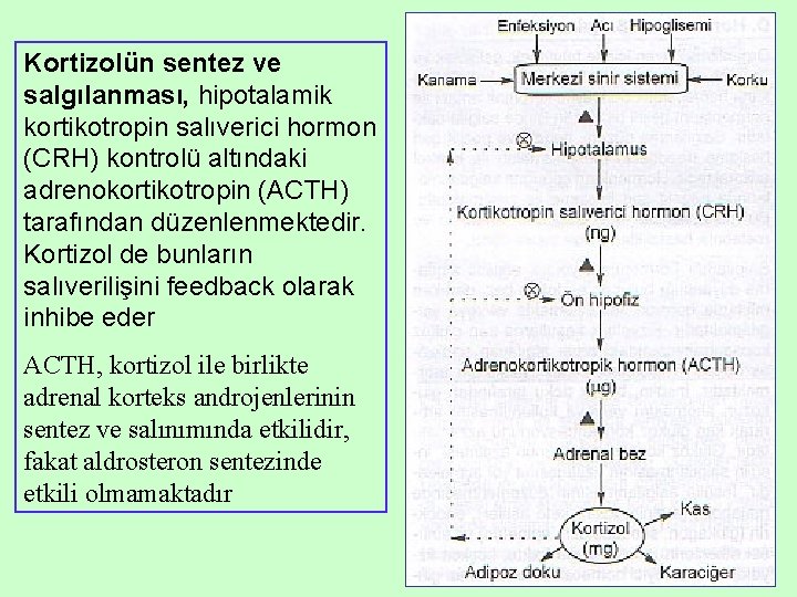 Kortizolün sentez ve salgılanması, hipotalamik kortikotropin salıverici hormon (CRH) kontrolü altındaki adrenokortikotropin (ACTH) tarafından