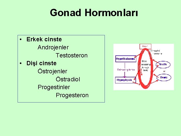 Gonad Hormonları • Erkek cinste Androjenler Testosteron • Dişi cinste Östrojenler Östradiol Progestinler Progesteron