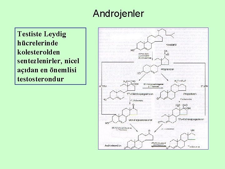 Androjenler Testiste Leydig hücrelerinde kolesterolden sentezlenirler, nicel açıdan en önemlisi testosterondur 