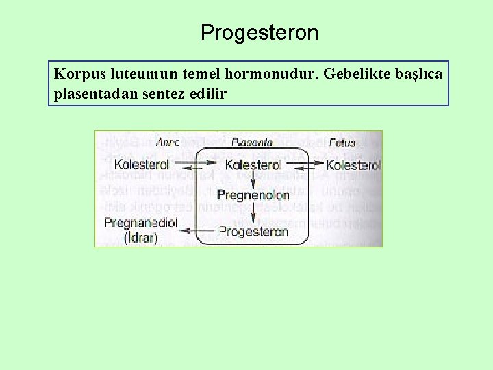 Progesteron Korpus luteumun temel hormonudur. Gebelikte başlıca plasentadan sentez edilir 