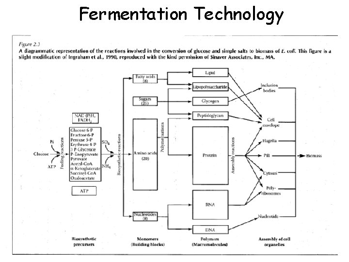 Fermentation Technology 