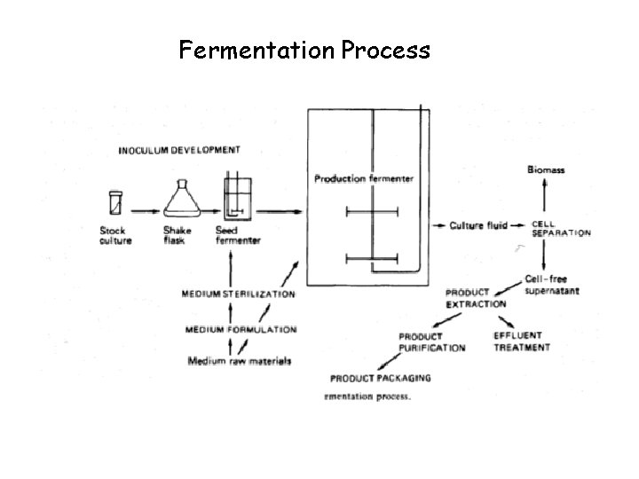 Fermentation Process 