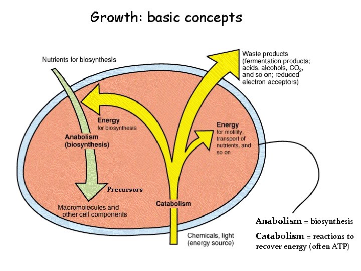 Growth: basic concepts Precursors Anabolism = biosynthesis Catabolism = reactions to recover energy (often