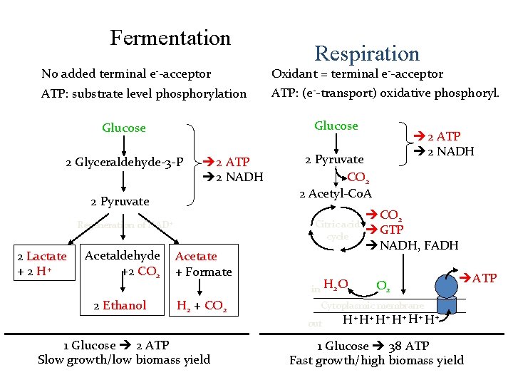 Fermentation Respiration No added terminal e--acceptor Oxidant = terminal e--acceptor ATP: substrate level phosphorylation