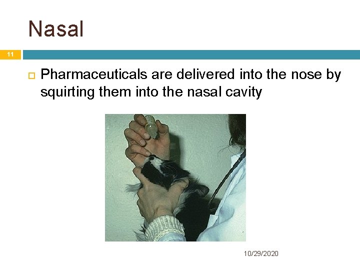 Nasal 11 Pharmaceuticals are delivered into the nose by squirting them into the nasal