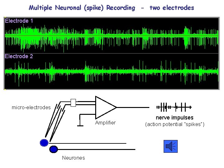 Multiple Neuronal (spike) Recording - two electrodes Electrode 1 Electrode 2 micro-electrodes Amplifier Neurones