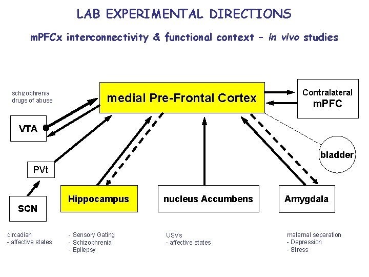 LAB EXPERIMENTAL DIRECTIONS m. PFCx interconnectivity & functional context – in vivo studies schizophrenia