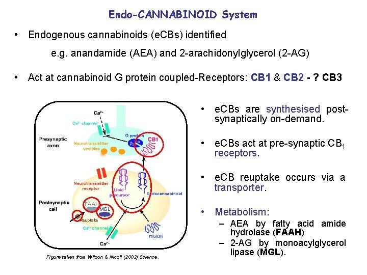 Endo-CANNABINOID System • Endogenous cannabinoids (e. CBs) identified e. g. anandamide (AEA) and 2