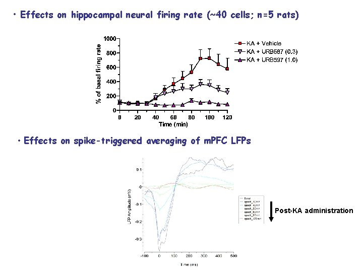  • Effects on hippocampal neural firing rate (~40 cells; n=5 rats) • Effects