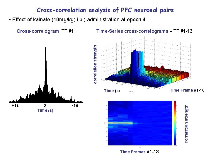 Cross-correlation analysis of PFC neuronal pairs • Effect of kainate (10 mg/kg; i. p.