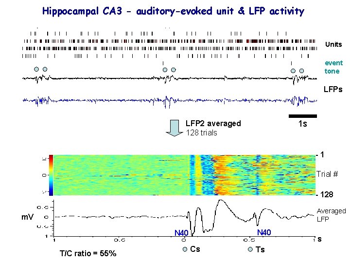 Hippocampal CA 3 - auditory-evoked unit & LFP activity Units event tone LFPs 1