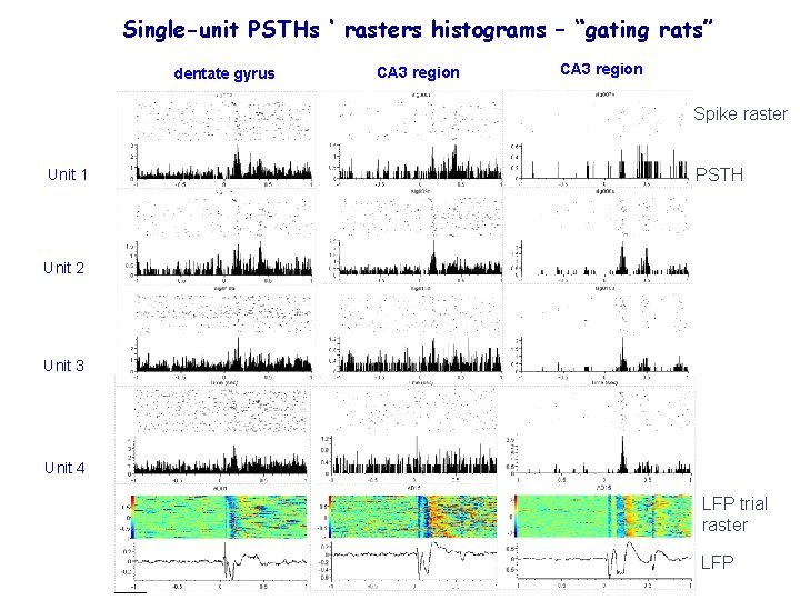 Single-unit PSTHs ‘ rasters histograms – “gating rats” dentate gyrus CA 3 region Spike