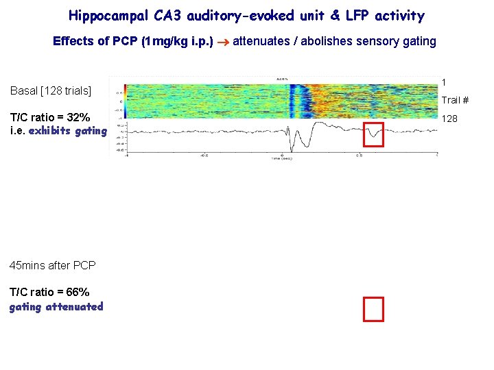 Hippocampal CA 3 auditory-evoked unit & LFP activity Effects of PCP (1 mg/kg i.