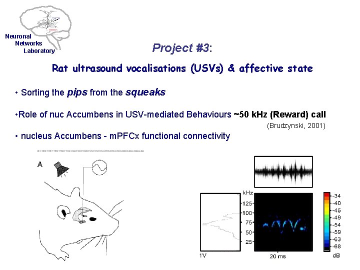 Neuronal Networks Laboratory Project #3: Rat ultrasound vocalisations (USVs) & affective state • Sorting