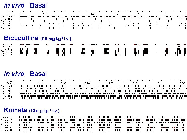 in vivo Basal Bicuculline (7. 5 mg. kg-1 i. v. ) in vivo Basal
