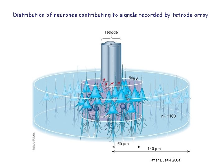 Distribution of neurones contributing to signals recorded by tetrode array after Busaki 2004 