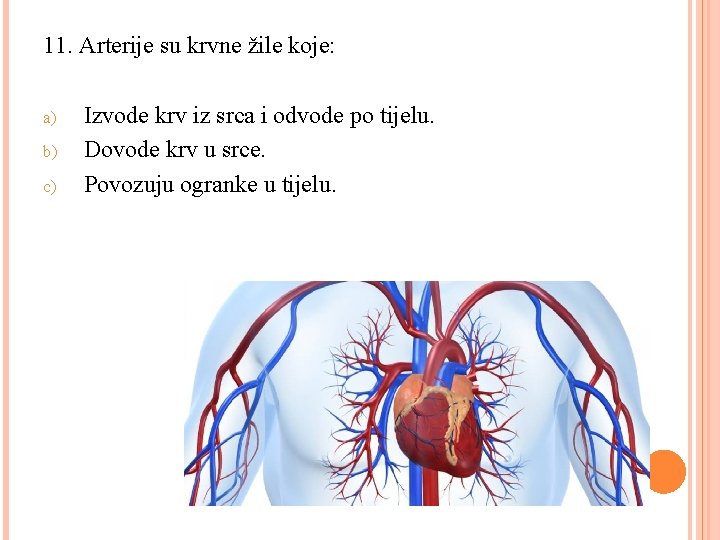 11. Arterije su krvne žile koje: a) b) c) Izvode krv iz srca i