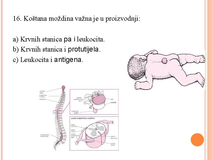 16. Koštana moždina važna je u proizvodnji: a) Krvnih stanica pa i leukocita. b)