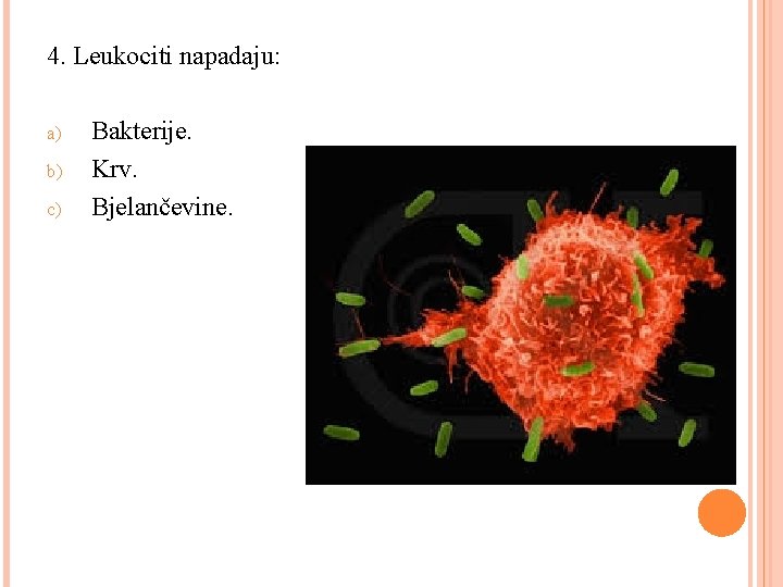 4. Leukociti napadaju: a) b) c) Bakterije. Krv. Bjelančevine. 