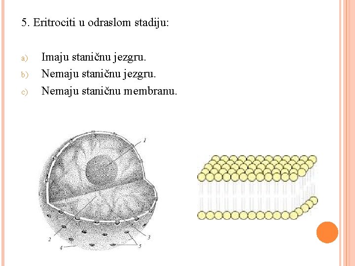 5. Eritrociti u odraslom stadiju: a) b) c) Imaju staničnu jezgru. Nemaju staničnu membranu.
