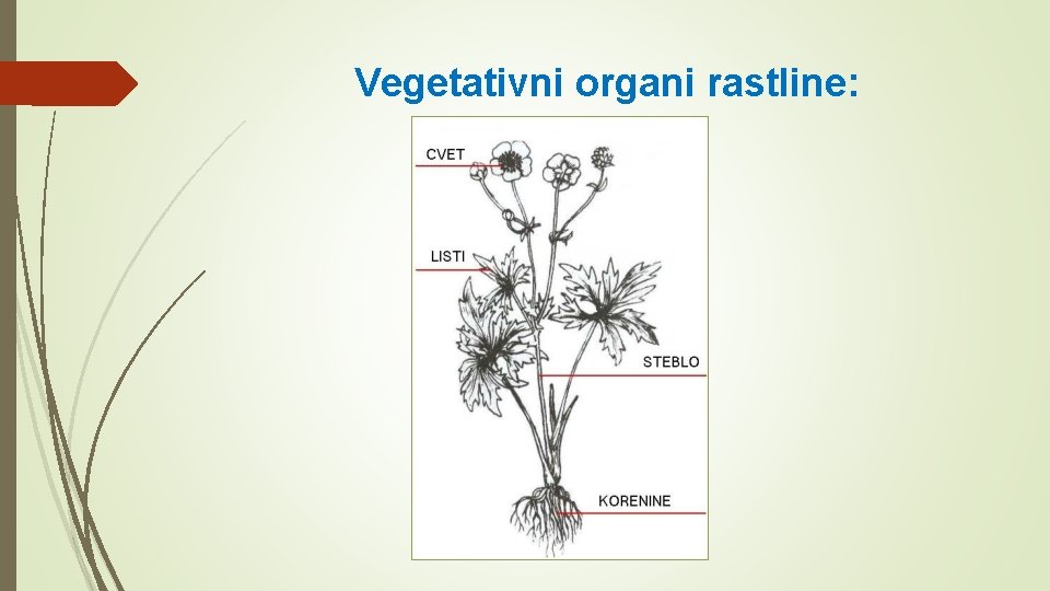 Vegetativni organi rastline: 
