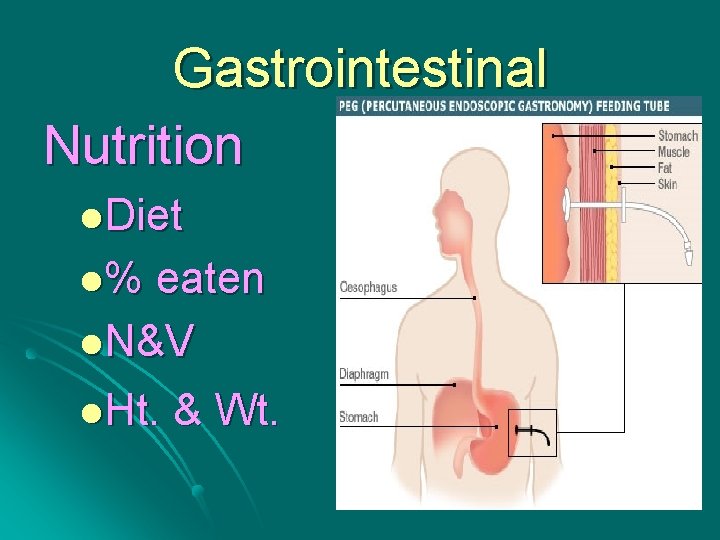 Gastrointestinal Nutrition l. Diet l% eaten l. N&V l. Ht. & Wt. 