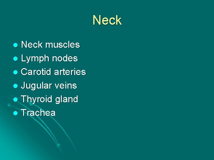 Neck muscles l Lymph nodes l Carotid arteries l Jugular veins l Thyroid gland