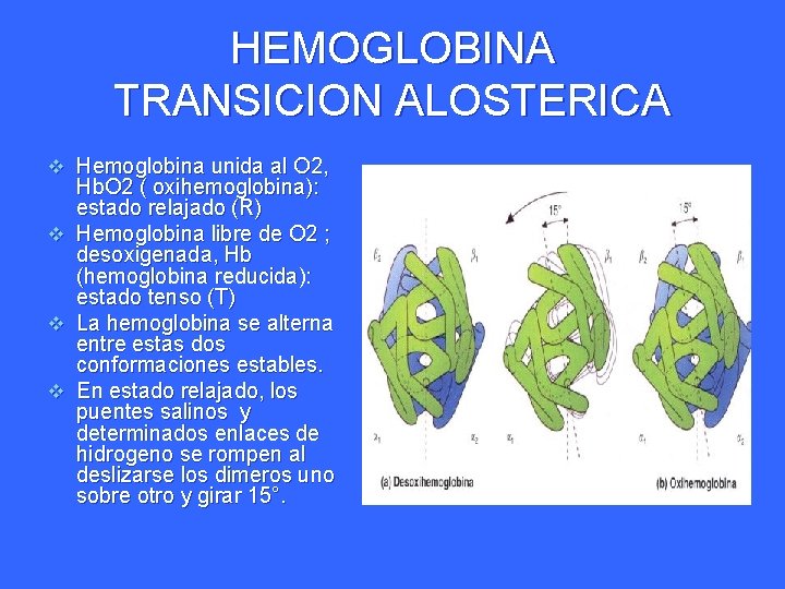 HEMOGLOBINA TRANSICION ALOSTERICA v Hemoglobina unida al O 2, Hb. O 2 ( oxihemoglobina):