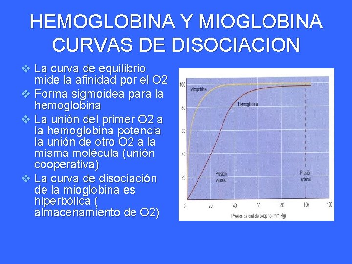 HEMOGLOBINA Y MIOGLOBINA CURVAS DE DISOCIACION v La curva de equilibrio mide la afinidad