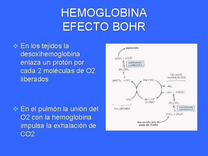 HEMOGLOBINA EFECTO BOHR v En los tejidos la desoxihemoglobina enlaza un protón por cada