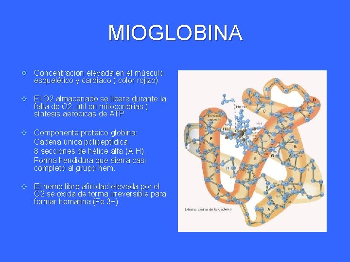 MIOGLOBINA v Concentración elevada en el músculo esquelético y cardiaco ( color rojizo) v