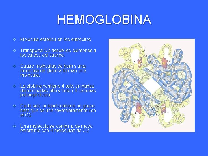 HEMOGLOBINA v Molécula esférica en los eritrocitos v Transporta O 2 desde los pulmones