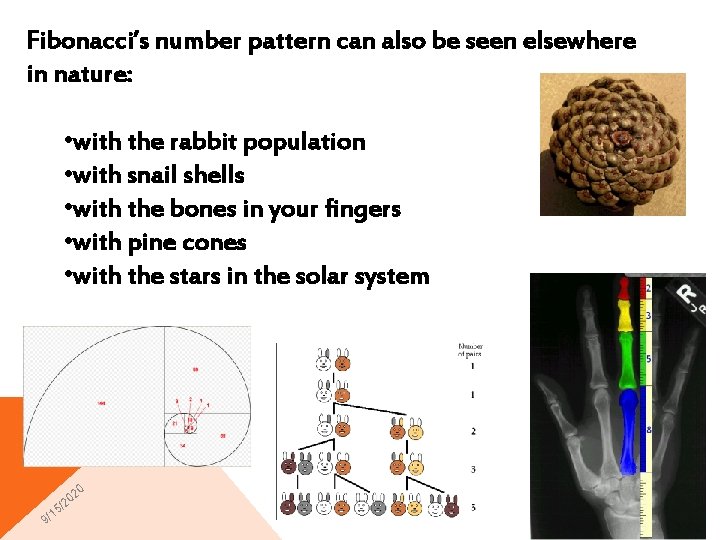 Fibonacci’s number pattern can also be seen elsewhere in nature: • with the rabbit