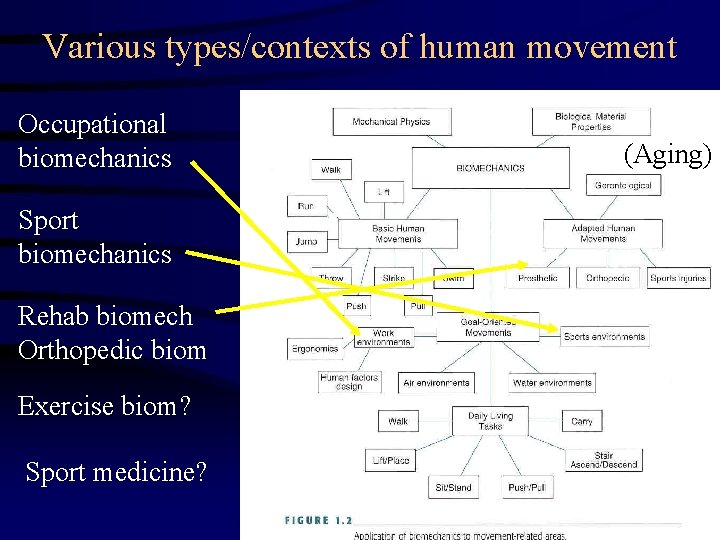 Various types/contexts of human movement Occupational biomechanics Sport biomechanics Rehab biomech Orthopedic biom Exercise