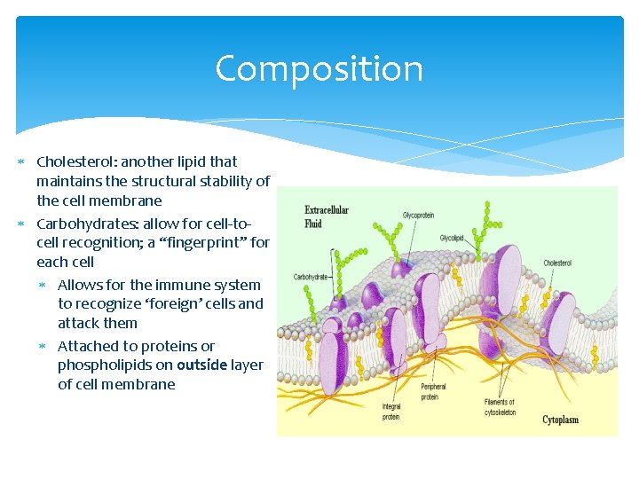 Composition Cholesterol: another lipid that maintains the structural stability of the cell membrane Carbohydrates: