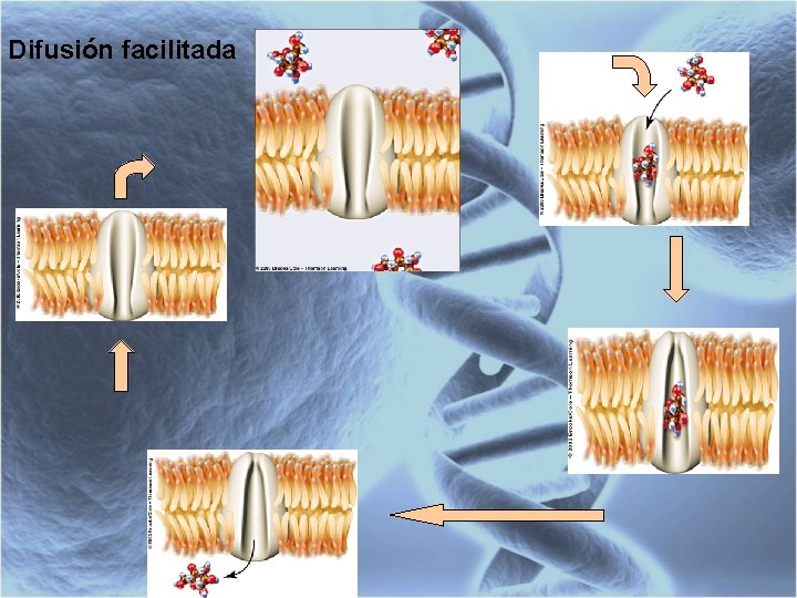 Difusión facilitada 